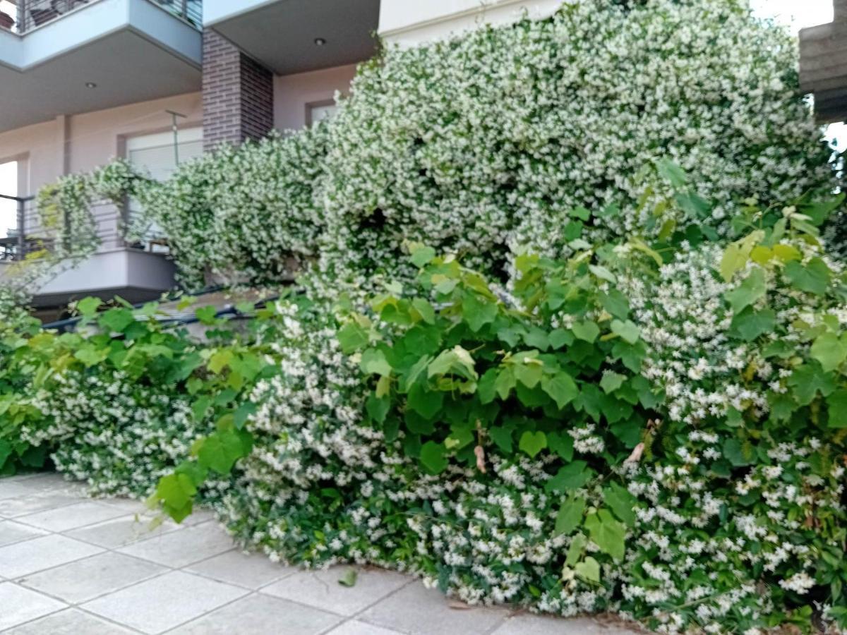 Stella'S Jasmine Apartment Thessaloníki Ngoại thất bức ảnh